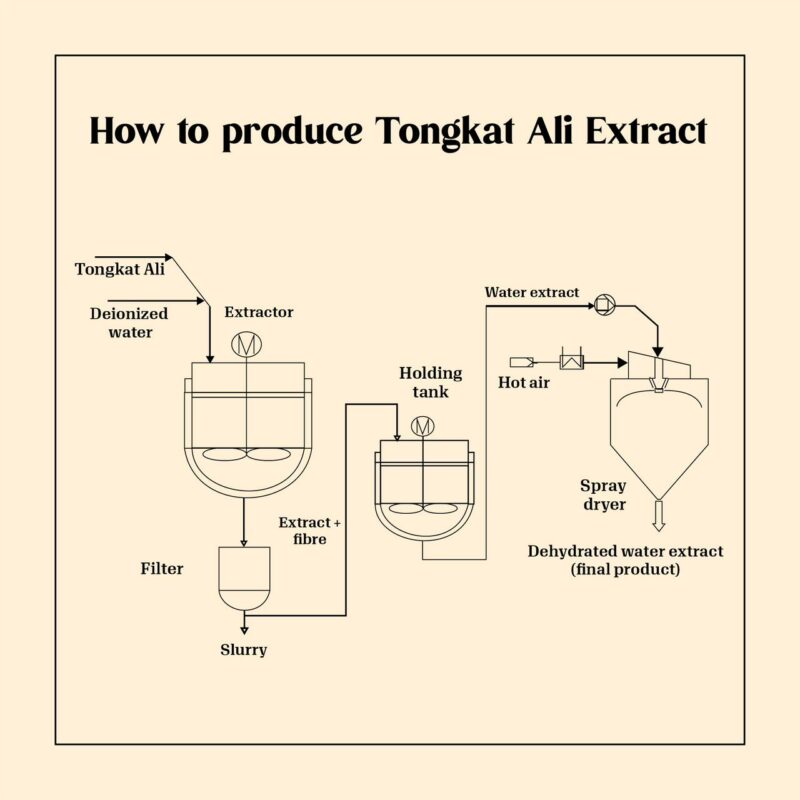 Tongkat Ali Production - this is how it works