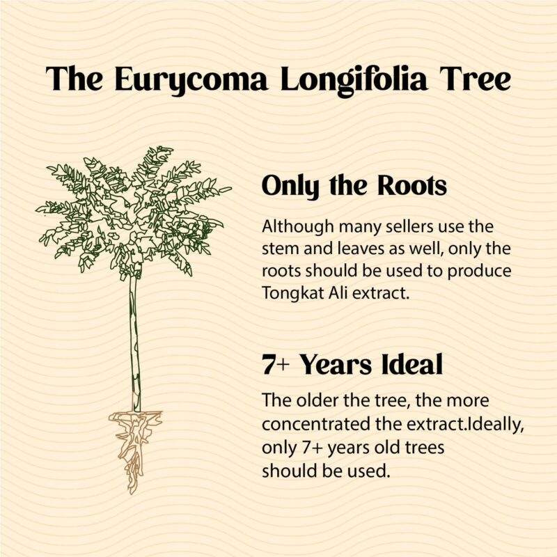The Eurycomy Longifolia Tree